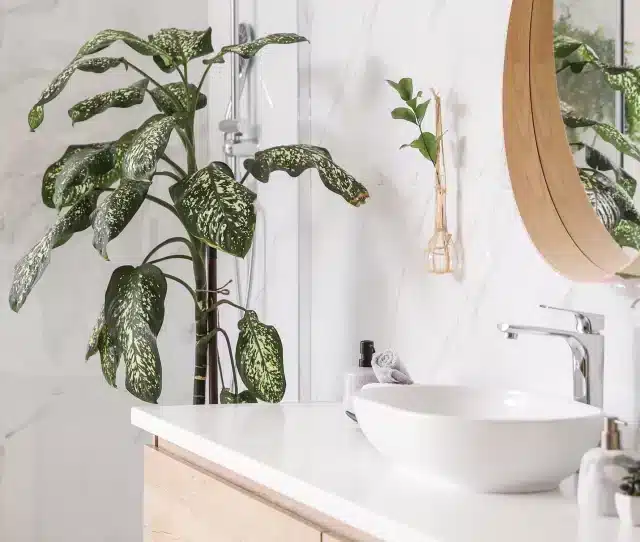 bathroom plants | Pacific Bay Construction bathroom plants | Pacific Bay Construction